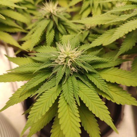 Blue Berry growlog timeline photo