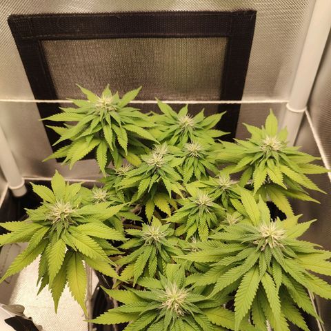Blue Berry growlog timeline photo