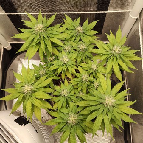 Blue Berry growlog timeline photo