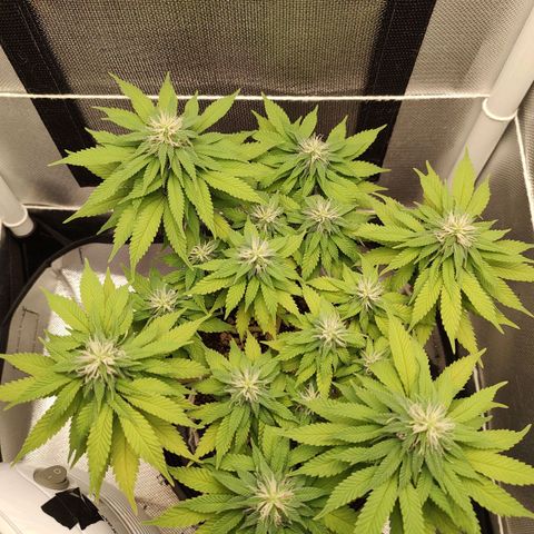 Blue Berry growlog timeline photo