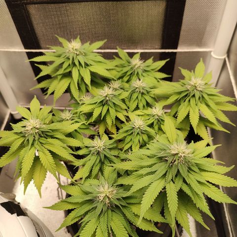 Blue Berry growlog timeline photo