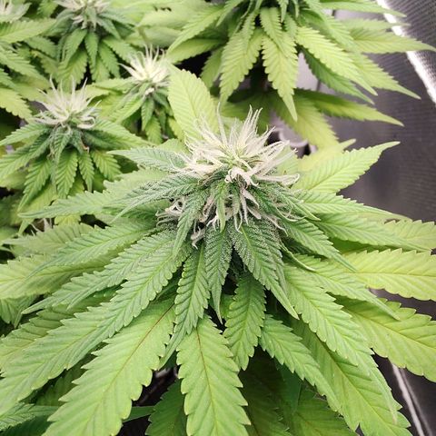 Blue Berry growlog timeline photo