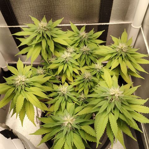 Blue Berry growlog timeline photo