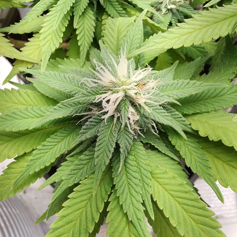 Blue Berry growlog timeline photo