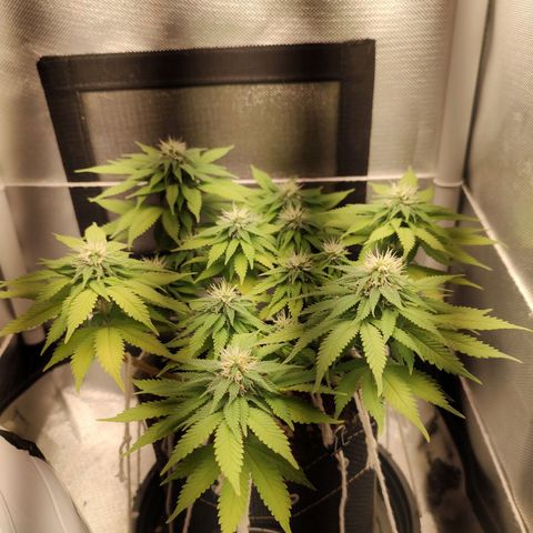 Blue Berry growlog timeline photo