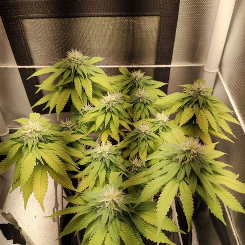 Blue Berry growlog timeline photo