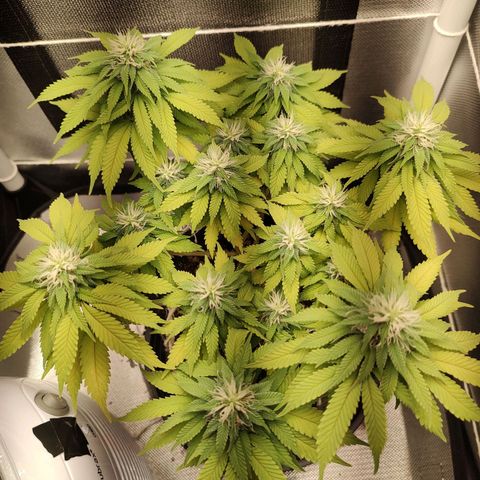Blue Berry growlog timeline photo