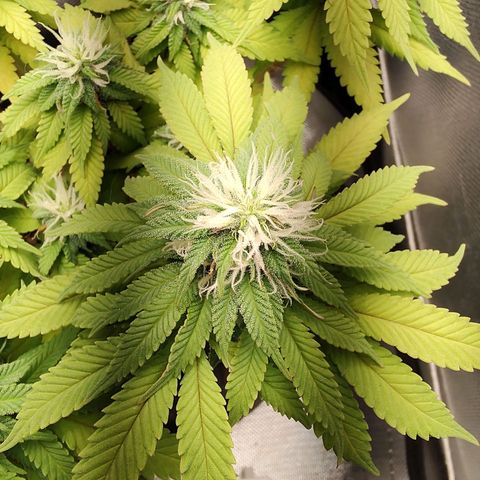 Blue Berry growlog timeline photo