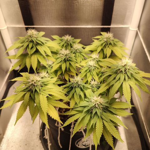 Blue Berry growlog timeline photo