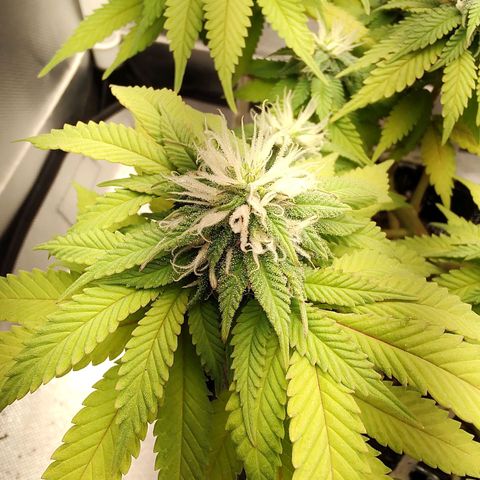 Blue Berry growlog timeline photo