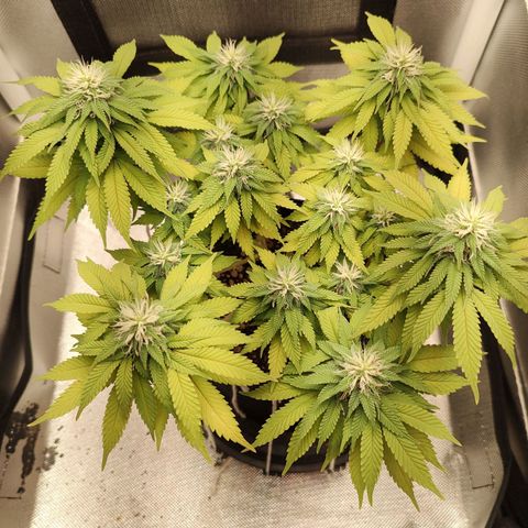 Blue Berry growlog timeline photo
