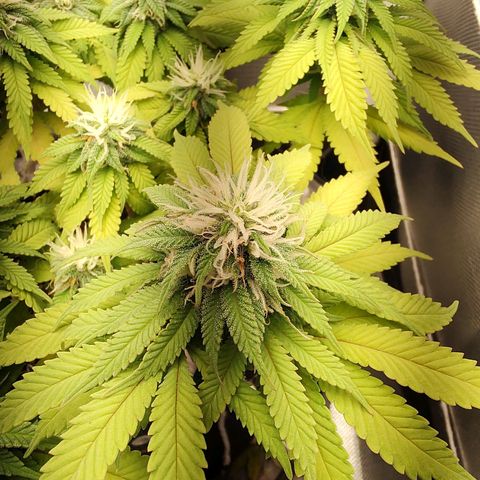 Blue Berry growlog timeline photo