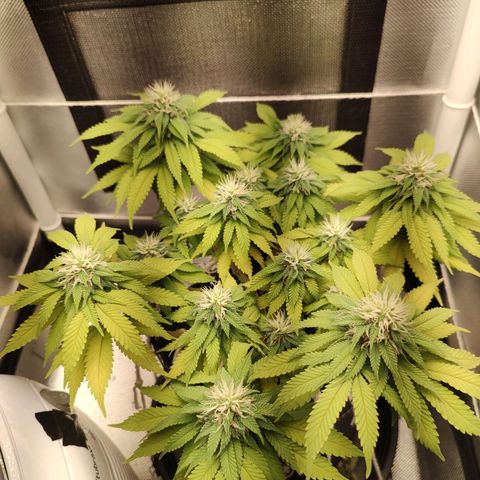 Blue Berry growlog timeline photo