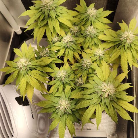 Blue Berry growlog timeline photo