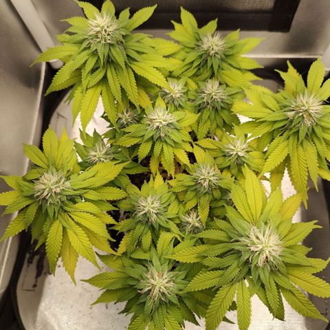 Blue Berry growlog timeline photo