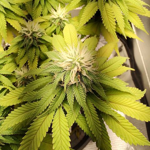 Blue Berry growlog timeline photo