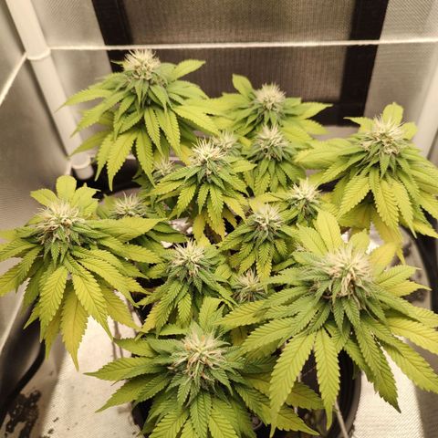 Blue Berry growlog timeline photo