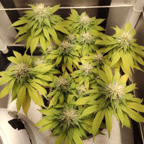Blue Berry growlog timeline photo