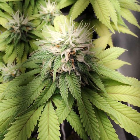 Blue Berry growlog timeline photo