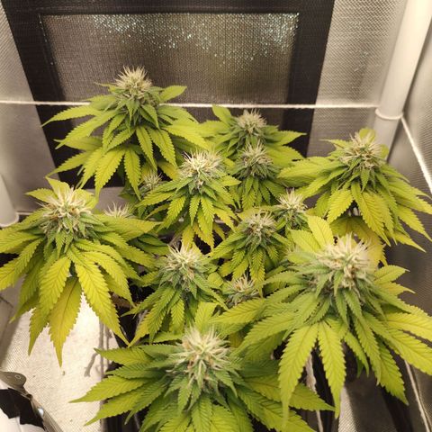 Blue Berry growlog timeline photo