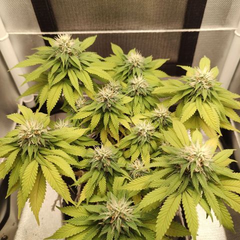 Blue Berry growlog timeline photo