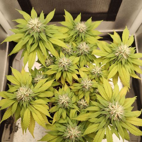 Blue Berry growlog timeline photo