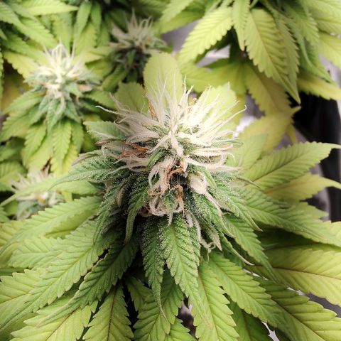 Blue Berry growlog timeline photo