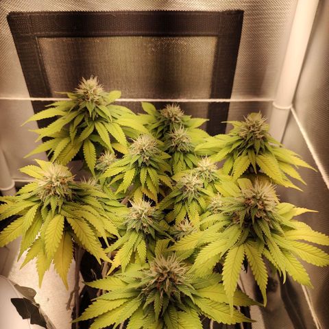 Blue Berry growlog timeline photo