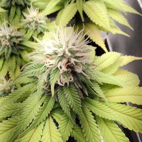 Blue Berry growlog timeline photo