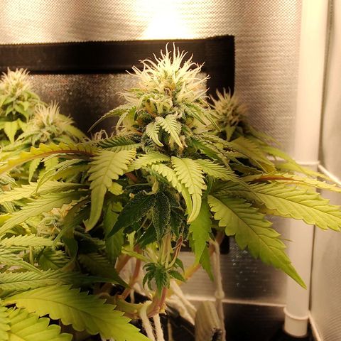 Blue Berry growlog timeline photo
