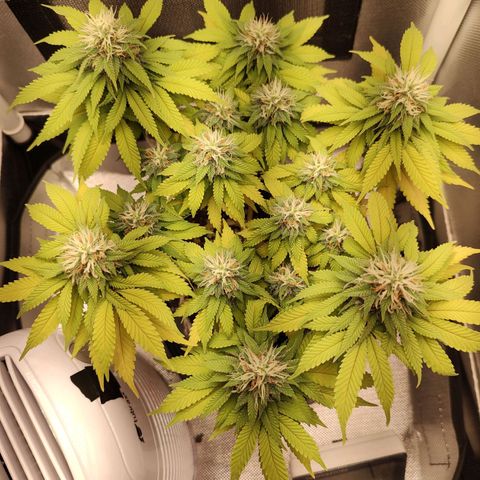 Blue Berry growlog timeline photo