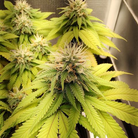 Blue Berry growlog timeline photo