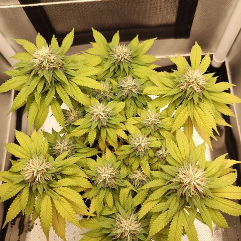 Blue Berry growlog timeline photo