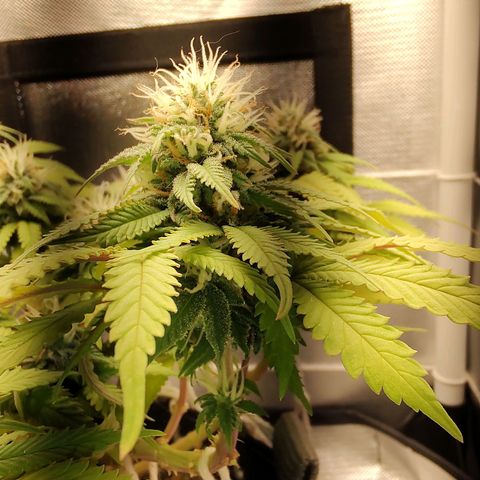 Blue Berry growlog timeline photo