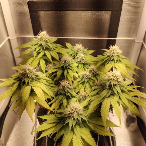 Blue Berry growlog timeline photo