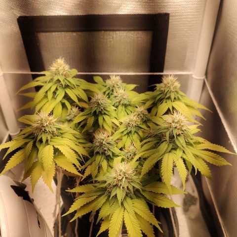 Blue Berry growlog timeline photo