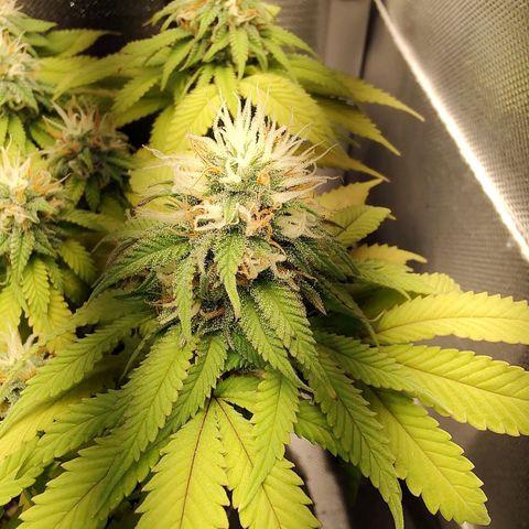 Blue Berry growlog timeline photo