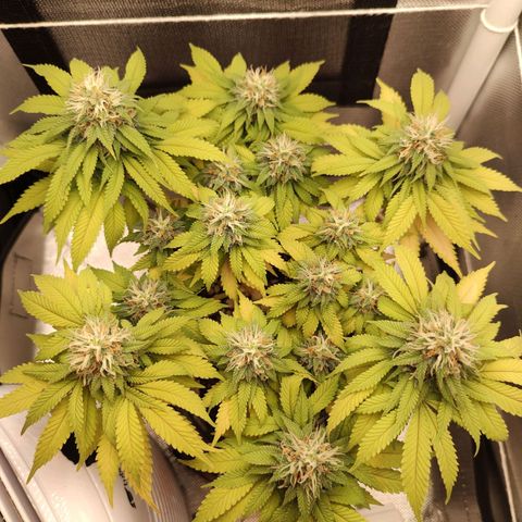 Blue Berry growlog timeline photo
