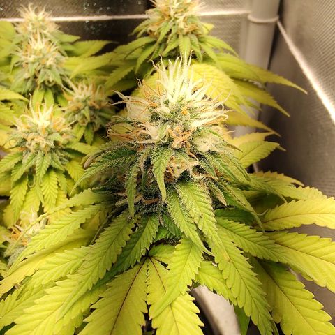 Blue Berry growlog timeline photo