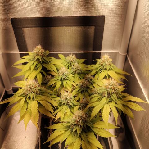 Blue Berry growlog timeline photo