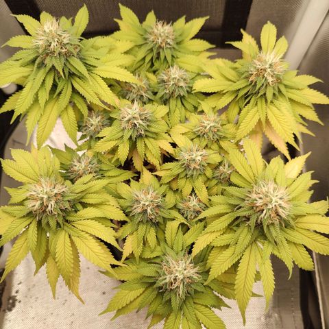 Blue Berry growlog timeline photo