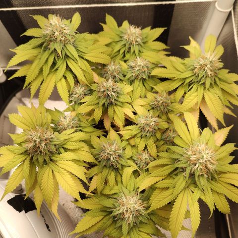 Blue Berry growlog timeline photo