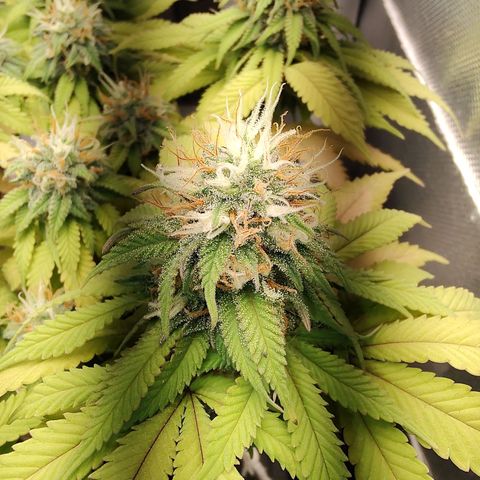 Blue Berry growlog timeline photo