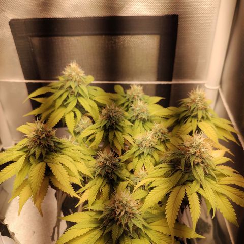 Blue Berry growlog timeline photo