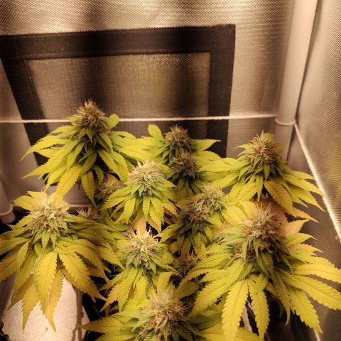 Blue Berry growlog timeline photo