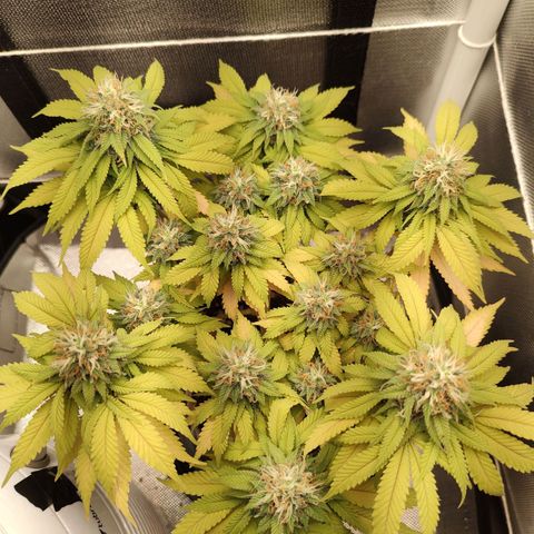 Blue Berry growlog timeline photo