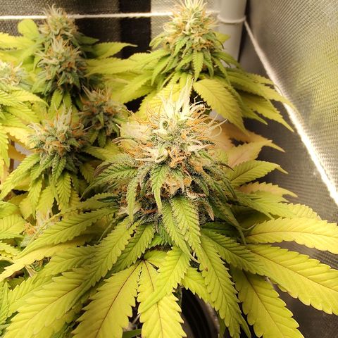 Blue Berry growlog timeline photo
