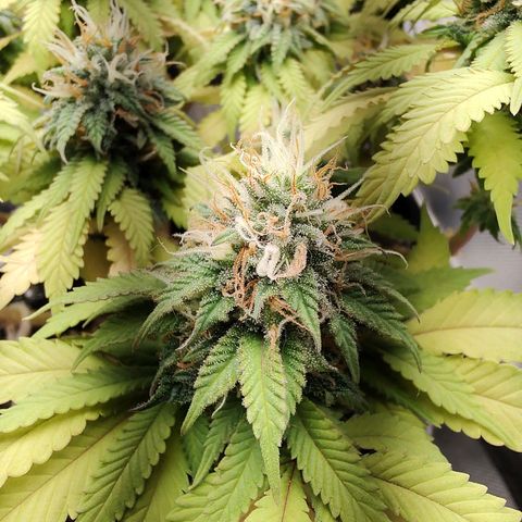 Blue Berry growlog timeline photo