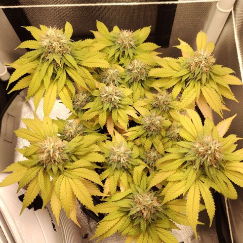 Blue Berry growlog timeline photo
