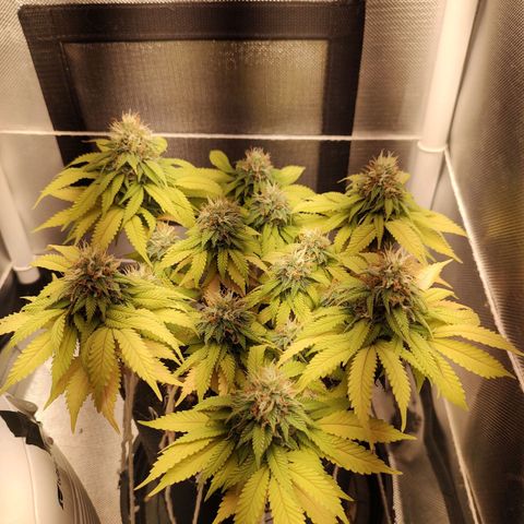 Blue Berry growlog timeline photo